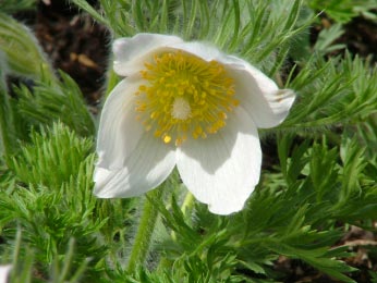 Pulsatilla vulgaris 'Alba' Wildemanskruid bestellen